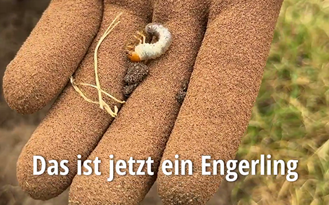 Engerlinge im Rasen